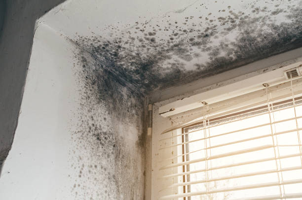 Affordable Mold Inspection And Testing solutions in Pottersdale, PA